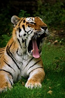 Photo of a tiger with bad breath.