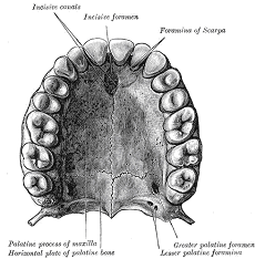 Diagram of teeth